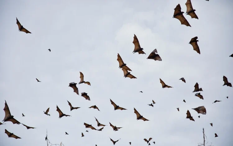 Mystery illness leaves flying foxes and lorikeets falling from the sky