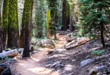 Sequoia National Park; Sierra Nevada mountains, California.