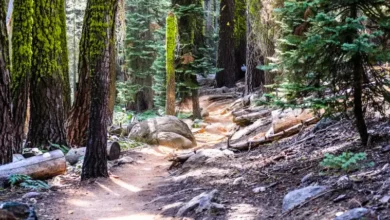Sequoia National Park; Sierra Nevada mountains, California.