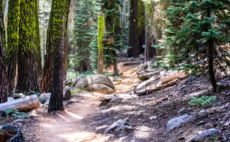 Sequoia National Park; Sierra Nevada mountains, California.