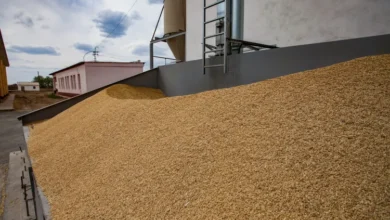 Global Rice Prices Drop