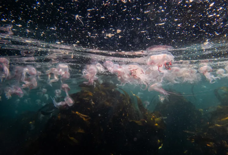 A swarm of jellyfish Swarm of jellyfish