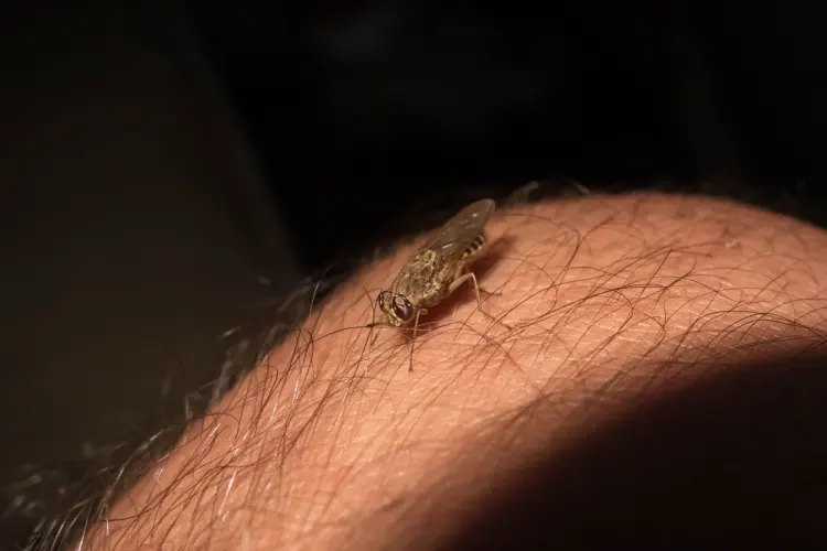 Tsetse fly on human leg. Tsetse fly